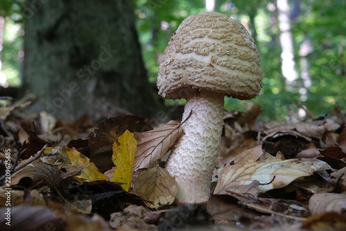 Single  mushroom Amanita rubescens, young fruiting body - edible toadstool. The common name is the blusher. 