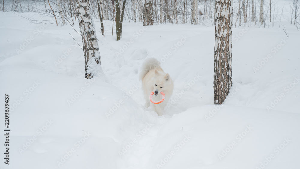 Obraz premium A Samoyed dog plays with a puller on a winter walk.