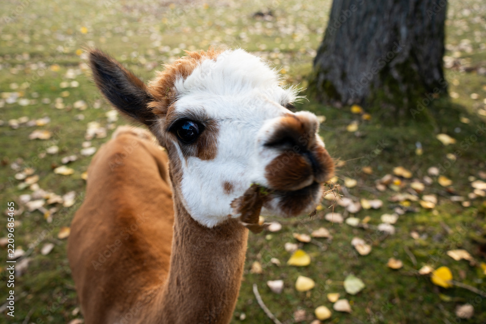 Obraz premium Funny extreme close-up of a cute brown and white alpaca looking directly at the camera with curiosity. Curious llama muzzle on a grassy lawn with a green garden waste bag and a pile of autumn leaves i