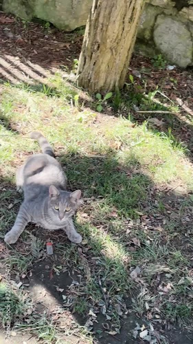 A stray cat napping under the sun