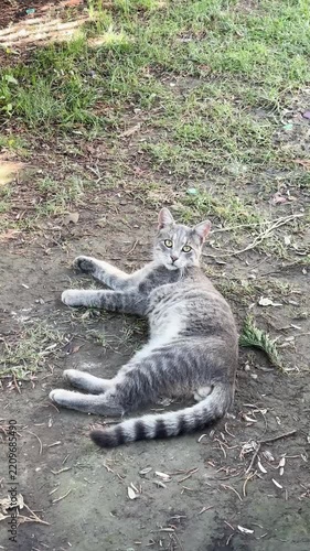 A stray cat napping under the sun