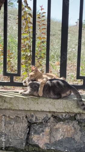 Stray cats playing and wrestling with each other