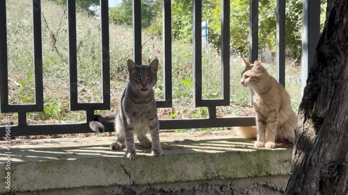 Stray cats playing and wrestling with each other