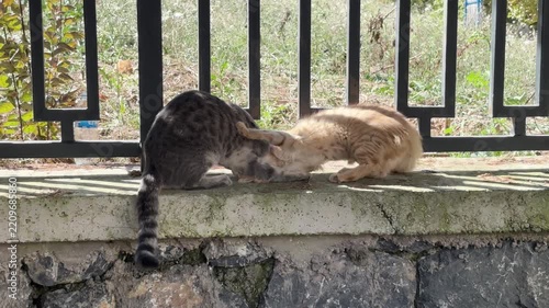 Stray cats playing and wrestling with each other