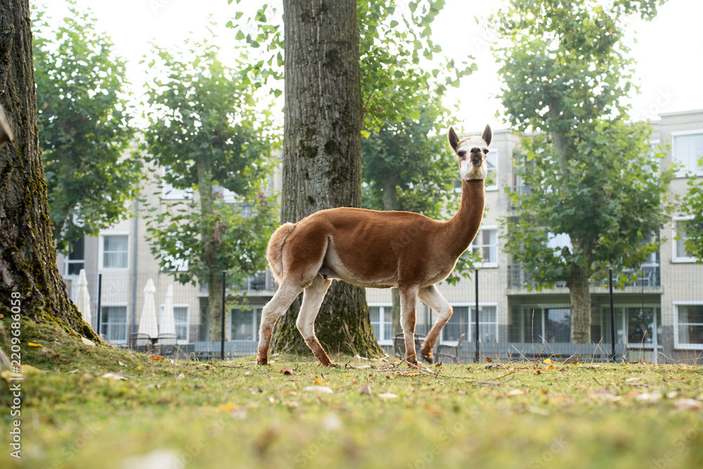 Obraz premium Full length profile of a slender brown and white guanaco looking at camera on a green lawn. Lama guanicoe standing in an outdoor enclosure or urban petting zoo with buildings and trees in the backgrou