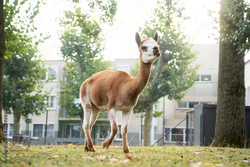 Obraz premium Full body low angle view of a brown and white guanaco walking on a grassy lawn in sunny weather. Lama guanicoe standing in an outdoor enclosure or urban petting zoo with residential buildings and gree