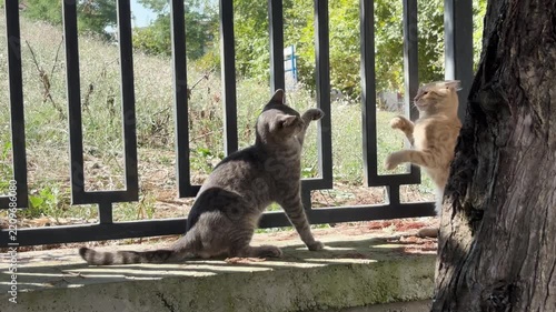 Stray cats playing and wrestling with each other