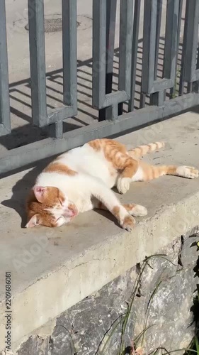 A stray cat napping under the sun
