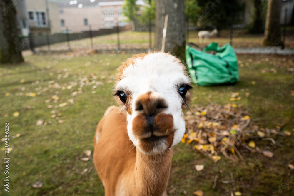 Obraz premium Funny extreme close-up of a cute brown and white alpaca looking directly at the camera with curiosity. Curious llama muzzle on a grassy lawn with a green garden waste bag and a pile of autumn leaves i