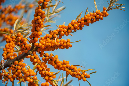 Branches packed with bright orange sea buckthorn berries stretch across a clear deep blue sky