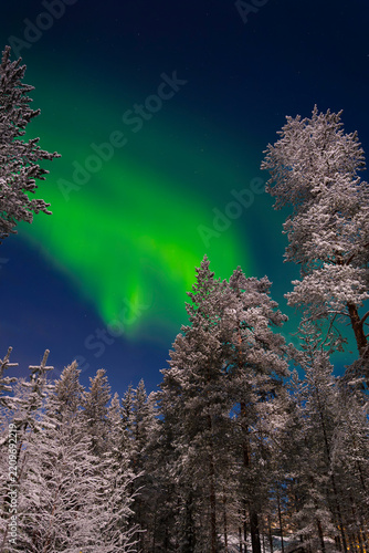 Northern lights (aurora borealis) over snowy forest in Lapland, Finland.