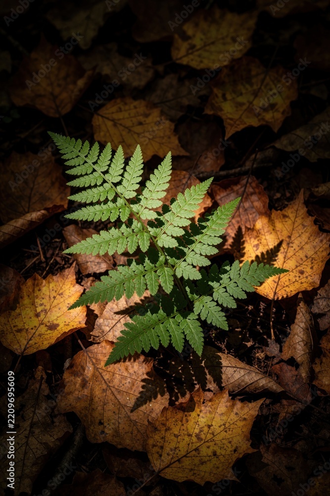 Obraz premium Green fern plant grows through dry autumn leaves on dark forest floor. Sunlight hits young fern foliage in wood. Small plant survives fall season among orange, brown maple leaves. Nature background