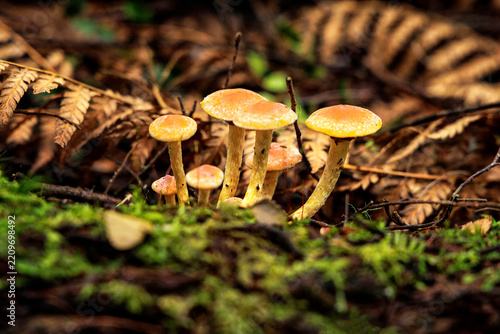 Mushrooms at Julius River Rainforest Walk, Tarkine, Tasmania, Australia