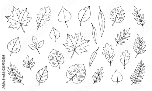Hand Drawn Botanical Leaf Line Art Collection — Maple, Oak, Monstera and Palm Leaf Outline Vector Set for Nature and Autumn Design