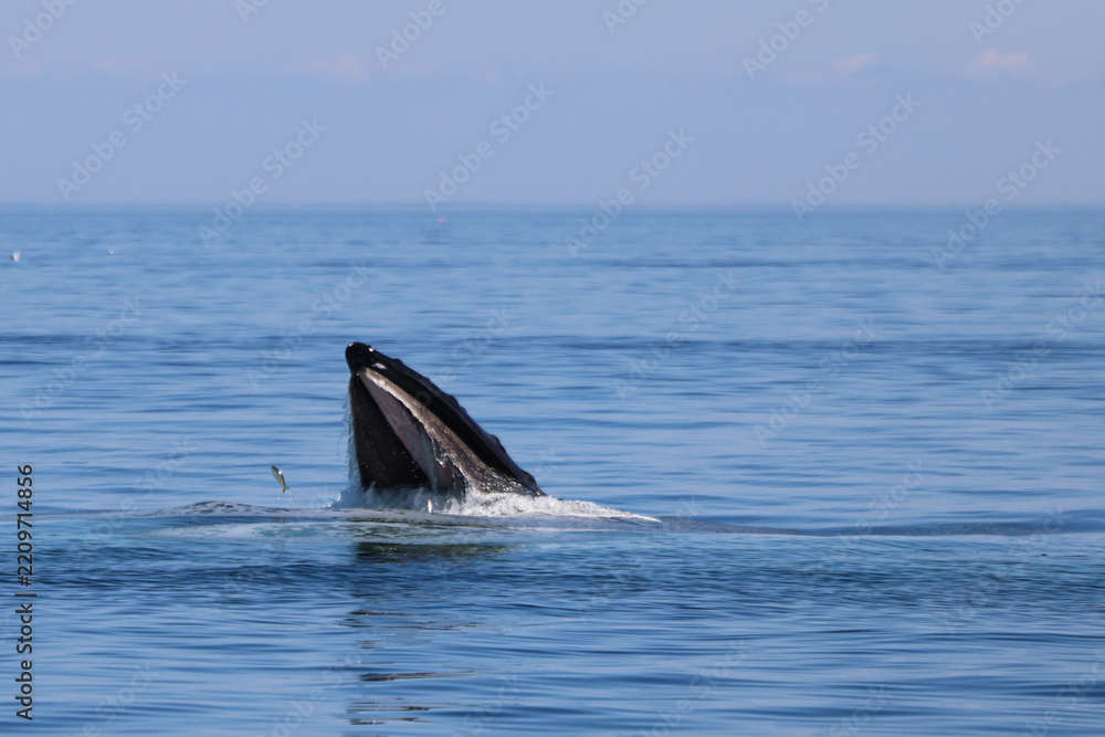 Obraz premium Humpback Whale (Megaptera novaeangliae) Lunge Feeding — Baleen Visible as Fish Leaps From Open Mouth
