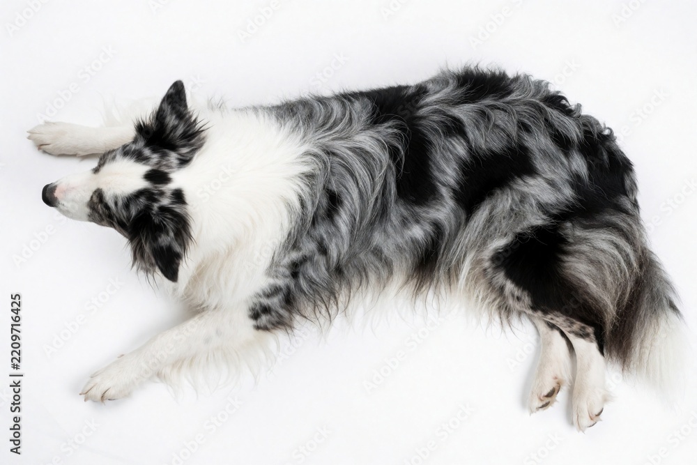 Fototapeta premium Top view of black, white Border Collie dog lying on white background. Long haired herding pet rests on floor. Intelligent purebred canine looks calm posing for studio portrait. Beautiful domestic