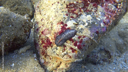 Marine flatworm  lightning worm (Pseudobiceros fulgor) crawls underwater