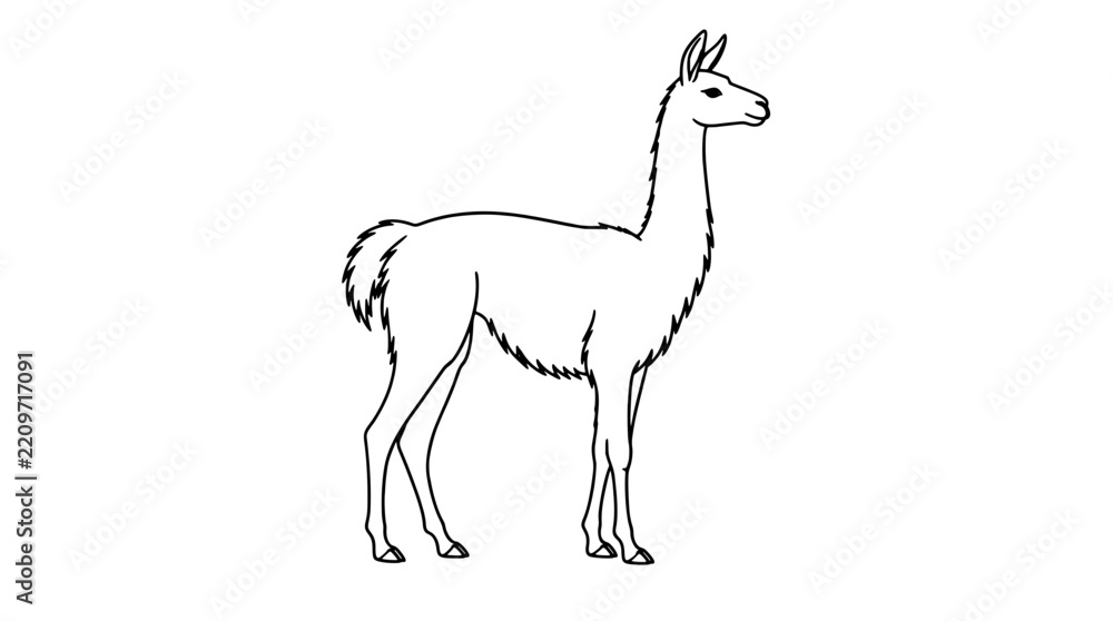 Obraz premium Black outline vector icon of a slender llama standing in right-facing profile with long neck head pointed ears shaggy underbelly and thin legs drawn with thin lines in poised composition with calm