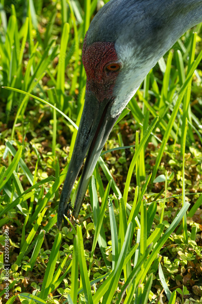 Obraz premium Sandhill Crane (Antigone canadensis) With Insect Prey — Bare Red Facial Skin and Golden Eye Foraging in Grass