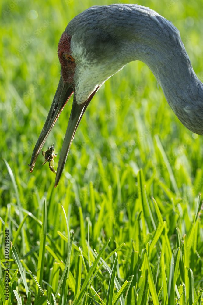 Obraz premium Sandhill Crane (Antigone canadensis) Catching Grasshopper — Bird Bending Down Over Green Grass With Insect Prey in Bill
