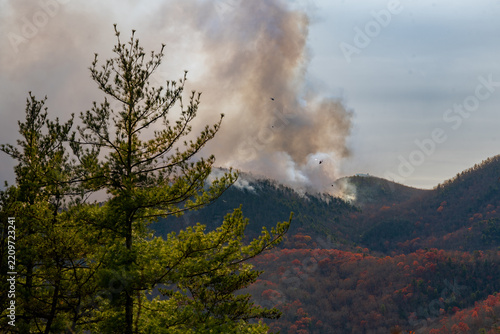Forest Fire