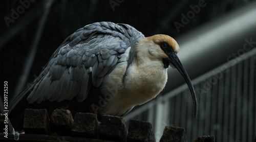 Capped heron perched outdoors in natural surroundings