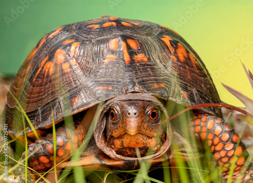 Macro Turtle