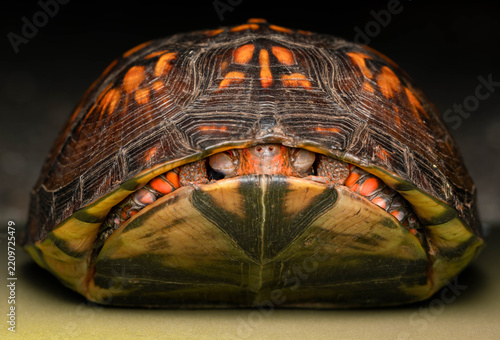 Macro Turtle
