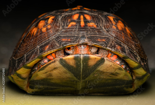 Macro Turtle