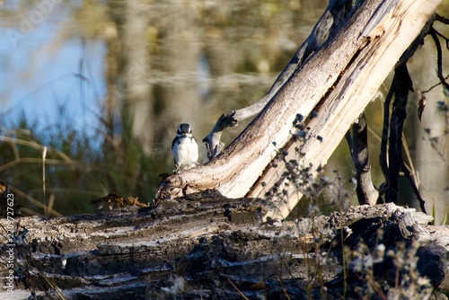 Woodpecker on tree trunk