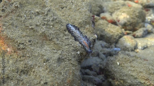 Marine flatworm  lightning worm (Pseudobiceros fulgor) crawls underwater