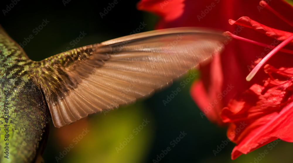 Fototapeta premium Extreme Close up of Hummingbird Wing Hovering Near Vibrant Red Flower