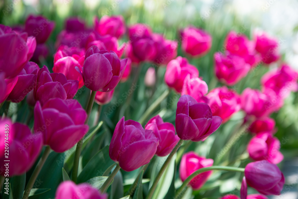 Fototapeta premium pink tulips in the garden