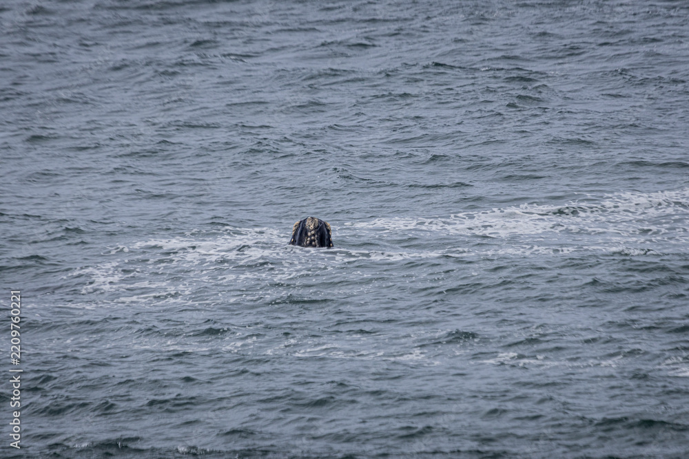 Fototapeta premium Southern right whale surfacing with visible callosities on its head, Praia da Gamboa, Garopaba, Santa Catarina, Brazil