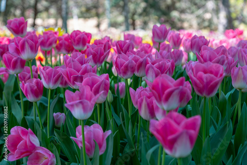 purple tulips in the garden