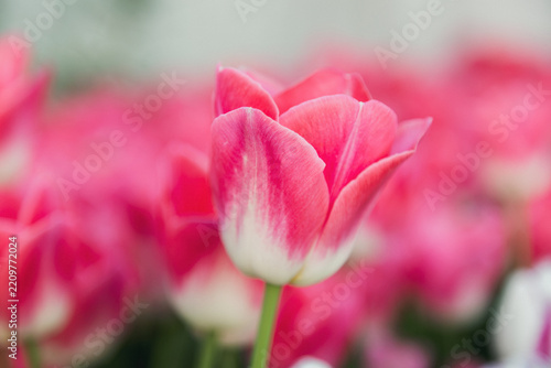 pink tulips in spring