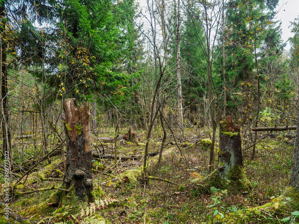 Fototapeta premium Decaying stumps and fallen logs in a mossy primeval forest during autumn