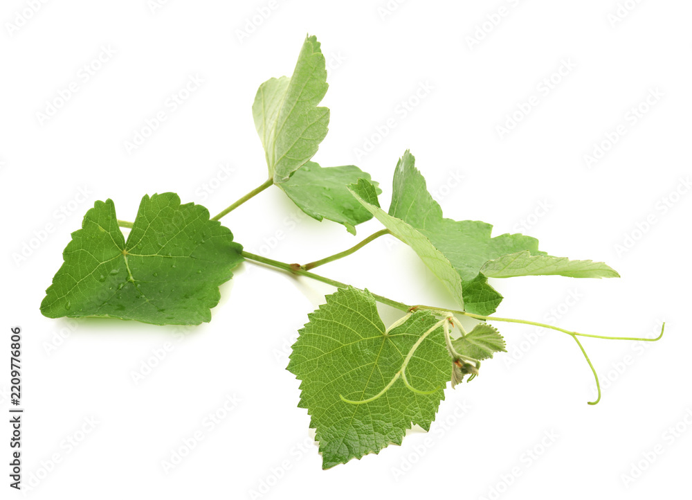 Obraz premium Grape branch with leaves isolated on white