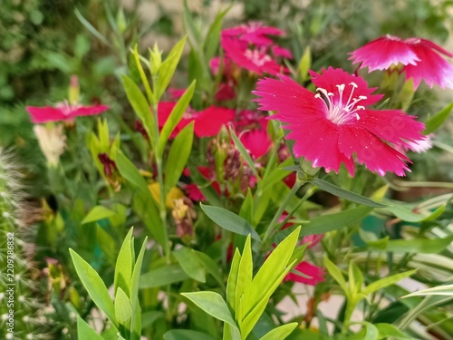 Herbaceous Perennial Dianthus Species