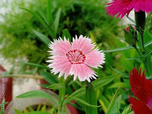 Herbaceous Perennial Dianthus Species