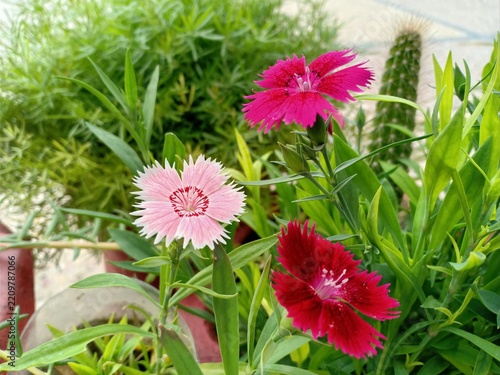 Herbaceous Perennial Dianthus Species