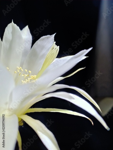 Easter Lily Cactus white flower close-up view