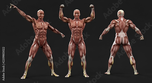 3D illustration of human muscular system anatomy with male body figures showing different poses on dark background
