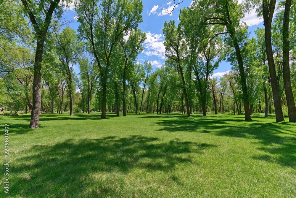 Obraz premium Lush green park with tall trees and blue sky