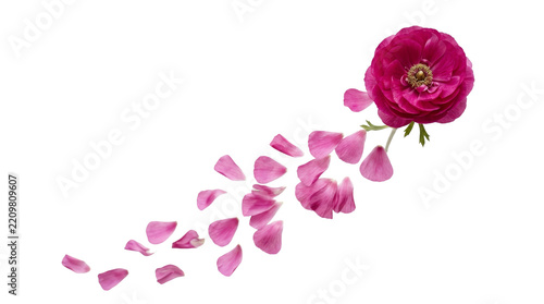 Pink peony flower scattered petals motion on png background