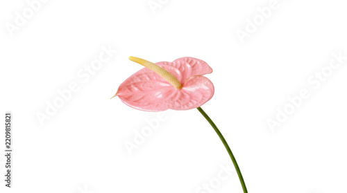 Pink anthurium flower on png background with thin green stem and spadix
