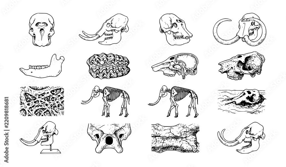 Obraz premium 16 Vintage Mammoth Skull Fossil and Anatomy Engraving Vector Set