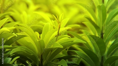 Close up of safeda tree branch.