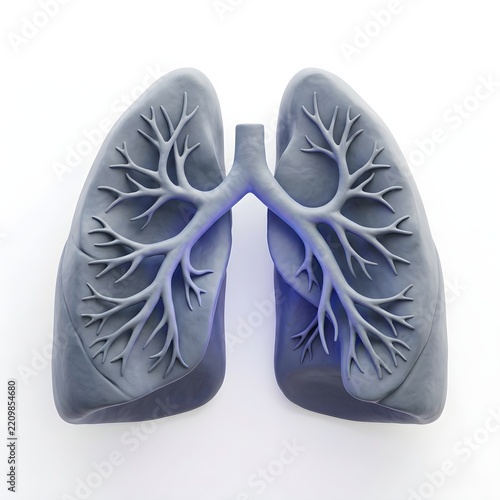 3D Clay Respiratory Lung Model Render