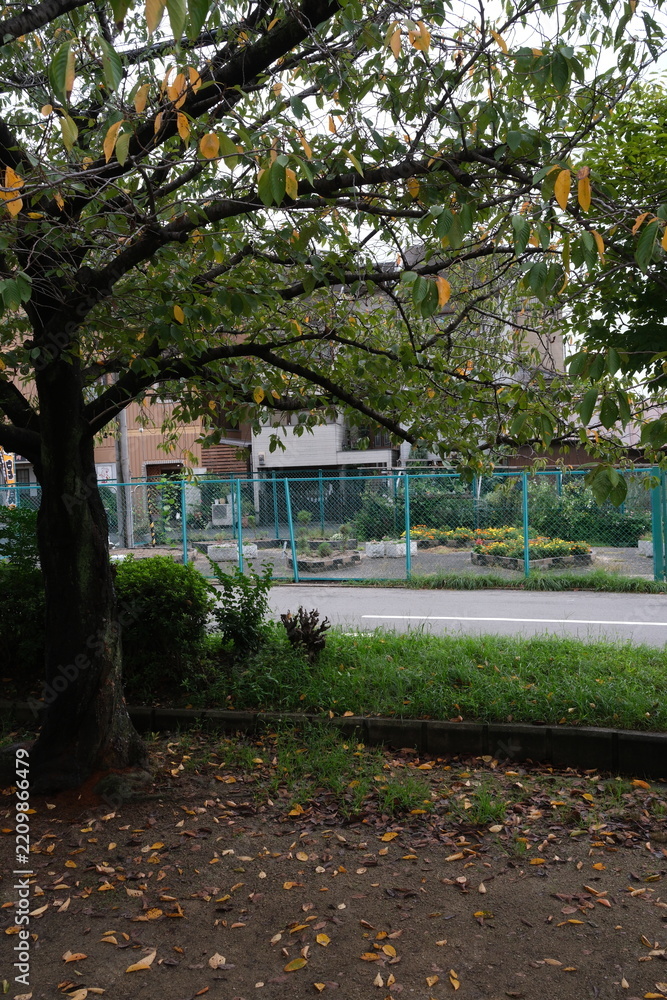 Obraz premium Autumn park scene with fallen yellow leaves on the ground, wooden picnic table, and benches in Osaka, Japan. 